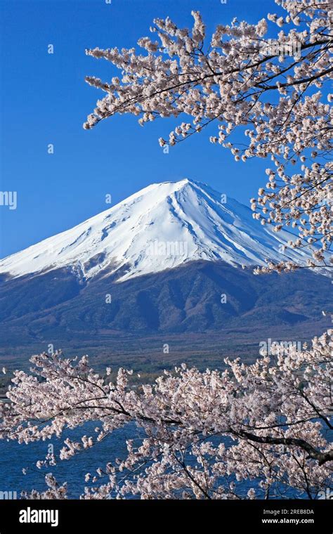 Mount Fuji with cherry blossom Stock Photo - Alamy