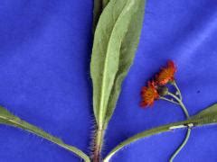 Hieracium Aurantiacum Orange Hawkweed Invasive Species