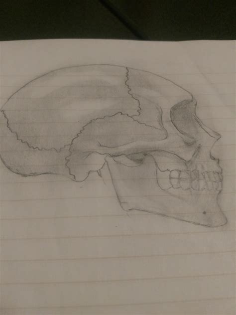 Human skull- shading tips? : r/ArtCrit