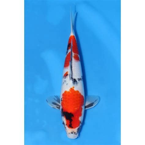 Dainichi Showa S Dai Koi From Queni Koi Ltd Uk