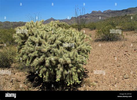 Large Teddybear Cactus With Blue Sky Copy Space Near Tillotson Peak In