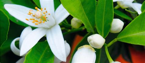 critical role     fruit production agri technovation