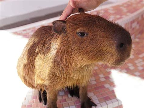 100 Capybara Backgrounds