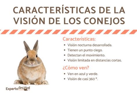 C Mo Ven Los Conejos Visi N Caracter Sticas Y Curiosidades