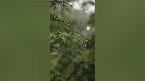 Melodic Rainfall Pitter Patter On Parchment Leaves 🍃🌧️ Asmr Vibes