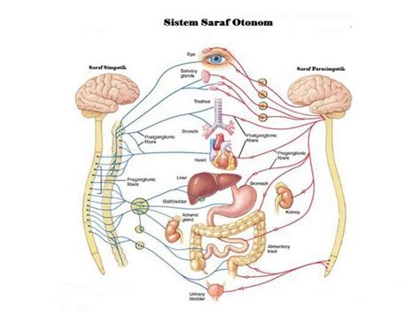 √ Saraf Otonom Pengertian Ciri Macam Dan Fungsi Terlengkap