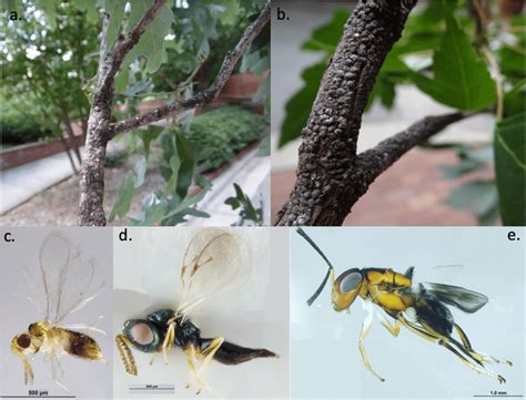 Examples of study organisms. Examples of armored scale insects (A)... | Download Scientific Diagram