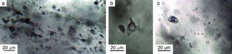 Photomicrographs Showing Different Types Of Fluid Inclusions In The