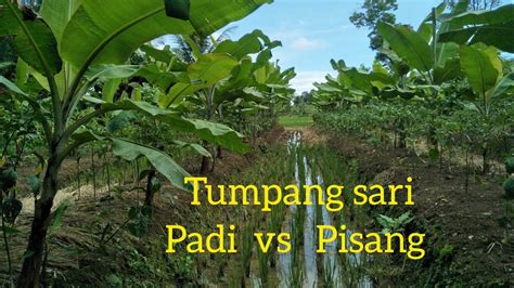 Perkembangan Tumpang Sari Padi Vs Pisang Barlin Part 2 YouTube