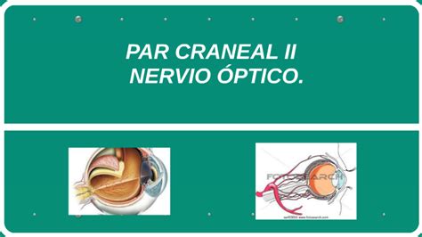 PAR CRANEAL II NERVIO OPTICO By Ginna Fajardo Torres On Prezi