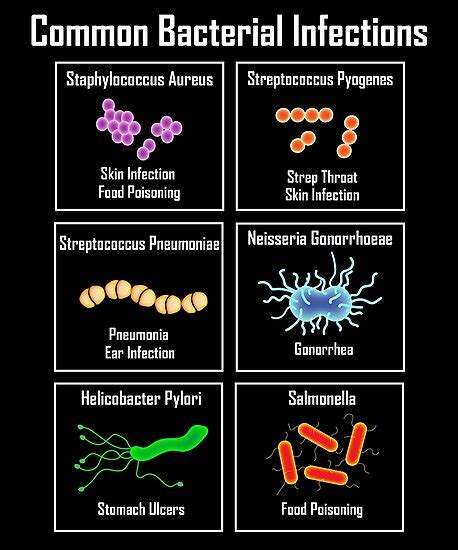 List 96 Pictures Different Types Of Microorganisms With Pictures Updated