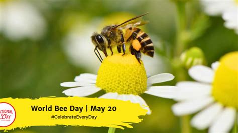 World Bee Day May 20 National Day Calendar