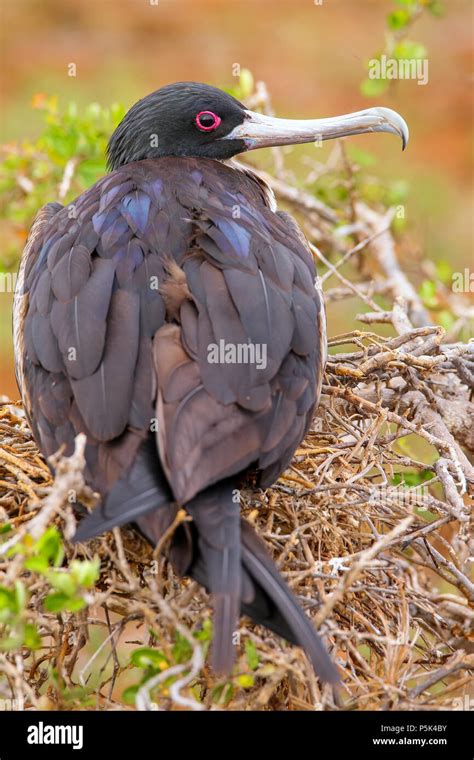 Female Magnificent Frigatebird Fregata Magnificens On North Seymour