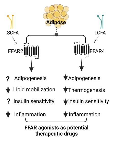 Cells Free Full Text Free Fatty Acid Receptors FFARs In Adipose