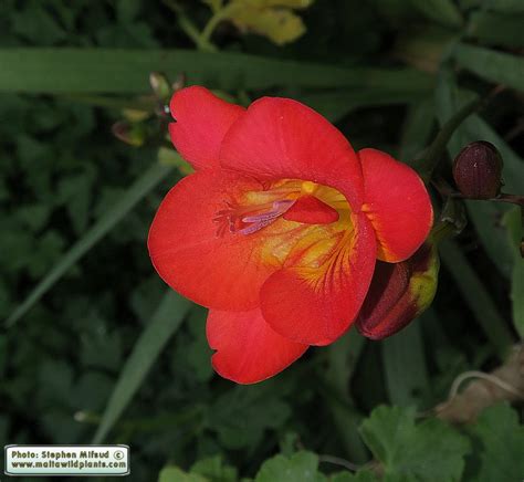 Freesia × Kewensis Red River Freesia The