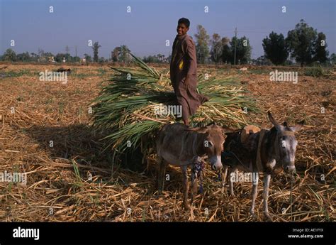 Egypt North Africa Middle East Nile Valley Luxor Sugar Cane Harvest