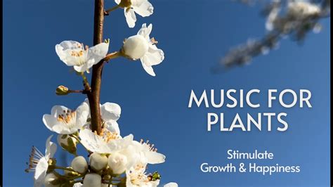 Music For Plants Music Stimulation For Plants Growth Happiness