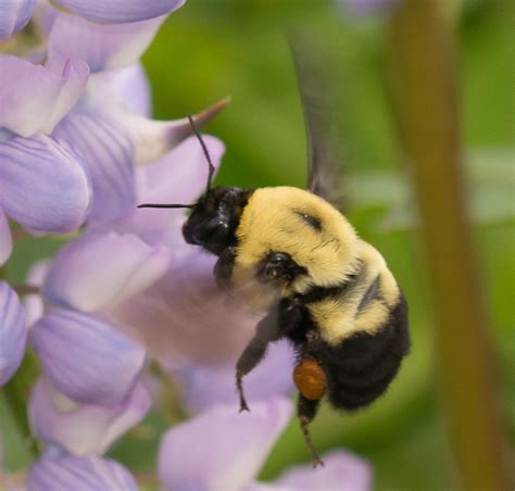 Brown Belted Bumble Bee Bombus Griseocollis Bumble Bees Of