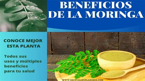 Descubre Los Increíbles Beneficios De La Moringa El Árbol De La Vida