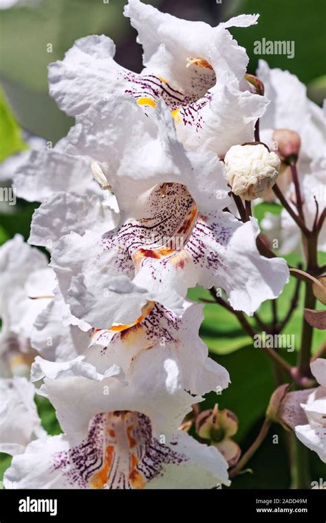 Northern Catalpa Catalpa Speciosa Also Known As Hardy Catalpa