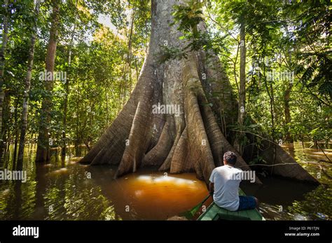 A Sumauma Tree Ceiba Pentandra With More Than 40 Meters Of Height