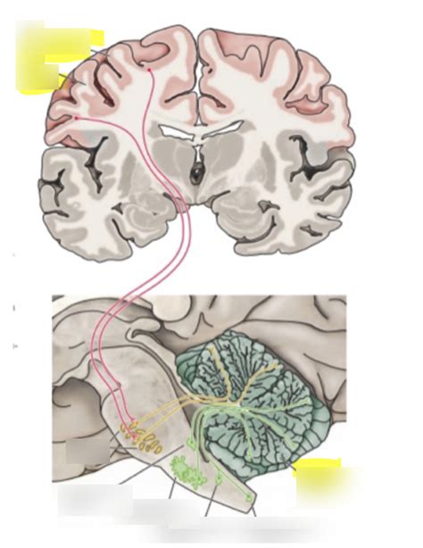 Label Cortex Cerebellum Diagram Quizlet