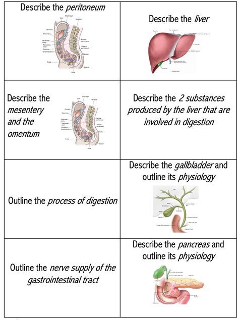 Digestive System Flashcards Printable Etsy