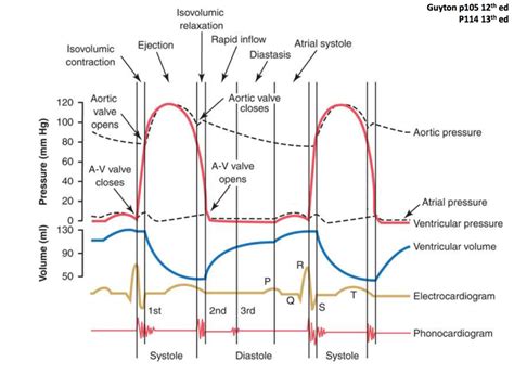 Cardiac Contractility And The Events Of The Cardiac Cycle Diagram Quizlet