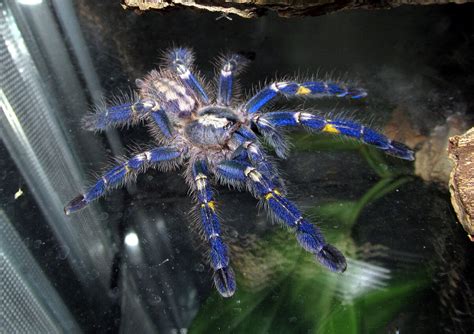 Electric-Blue Peacock Tarantula May Be One of the Most Eye-Catching Endangered Species