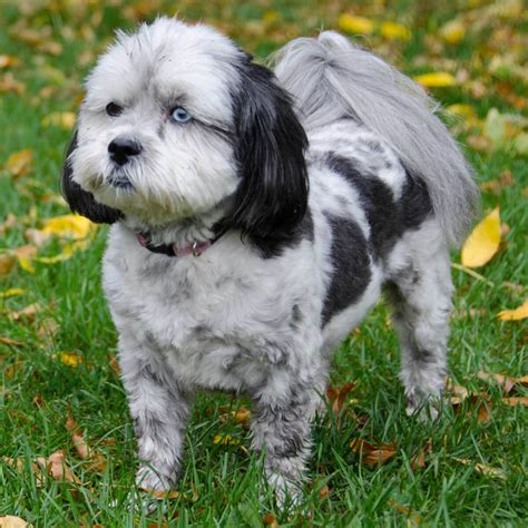 Shih Tzu Poodle Mix Black And White