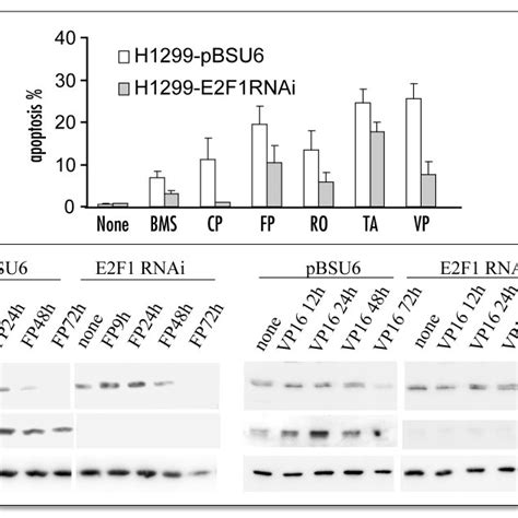 E2F1 deficiency reduces apoptosis induced by cdk inhibitors. (A ... 