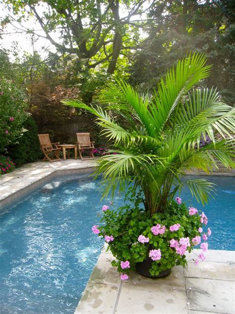 25+ bästa Potted palm trees idéerna på Pinterest