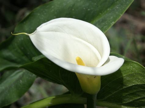 White Lilies Wallpaper - WallpaperSafari