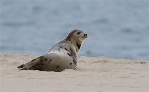 Maryland Biodiversity Project Harp Seal Phoca Groenlandica