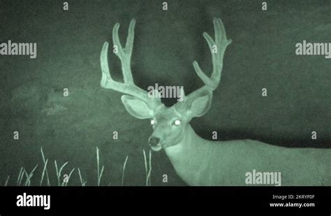 Mule Deer Buck Male At Night In South Dakota Stock Video Footage Alamy