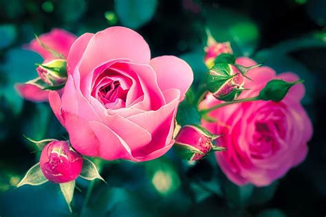 Free Image On Pixabay Pink Rose Bud Flower Garden Artofit