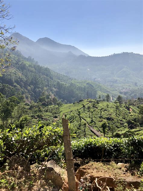 Munnar, Kerala, India. : r/pics