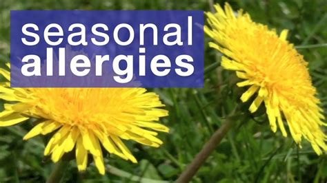 How To Reduce Seasonal Allergies Youtube