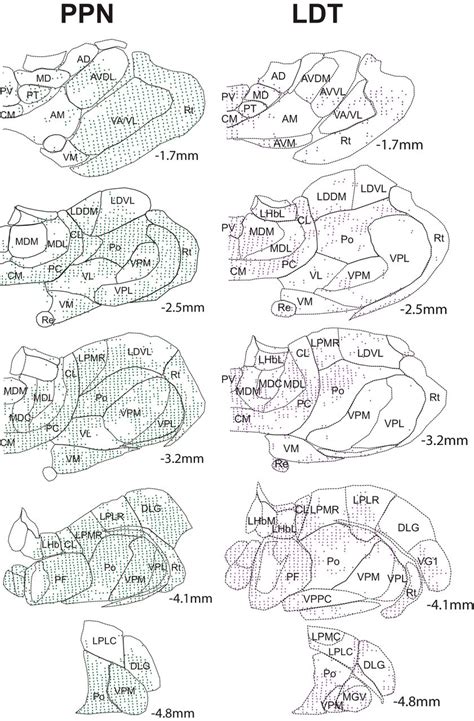distribution  midbrain cholinergic axons   thalamus eneuro