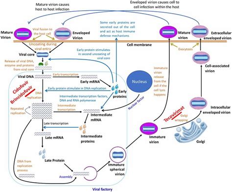 Cell Level Replication Cycle Of Mpox Virus And Mechanism Of Action Of