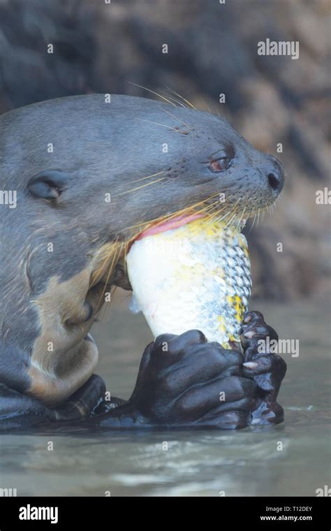 Giant River Otter (Pteronura brasiliensis) Adult eating a fish Stock Photo - Alamy