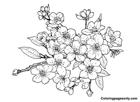 Cherry Blossom Coloring Pages A Journey Into Serenity Beauty And Springtime Magic