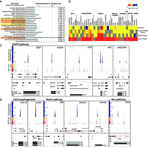 Notch Targets Are Enriched In Cell Signaling Genes And Include Multiple