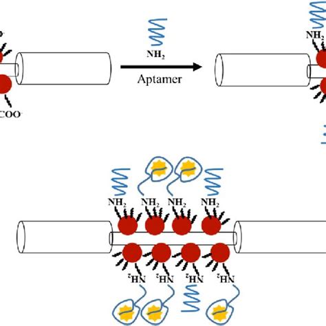 Schematic Illustration Of The Reactions In Bioconjugation Of Aptamer