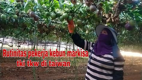 RUTINITAS PEKERJA KEBUN MARKISA TAIWAN YouTube