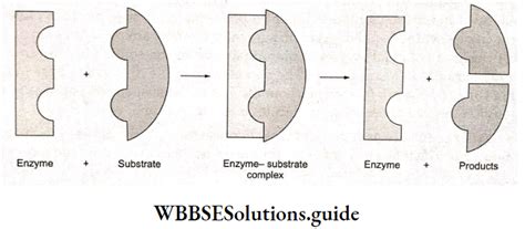 Surface Chemistry Notes - Adsorption, Colloids, Tyndall Effect - WBBSE ... 