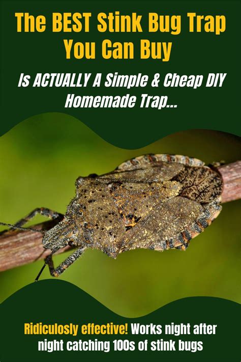 The No 1 BEST Homemade Stink Bug Trap To Make (TESTED!)