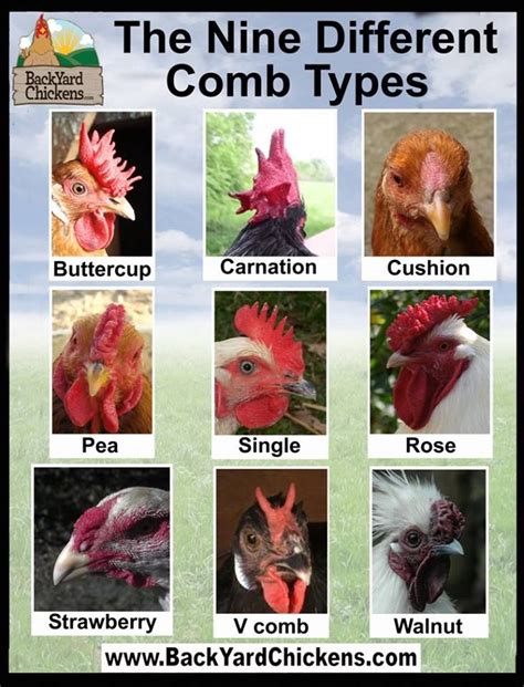 Pin By Kellie S On Homestead Eggs Chickens Backyard Chicken Breeds