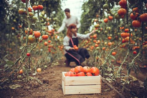 Agricoltura biologica cos è normativa pro e contro Ohga