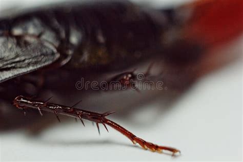 Red Pregnant Cockroach With An Egg, On A White Isolated Background ...